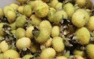 刺梨成熟时机及采摘技巧（了解刺梨的成熟时期和采摘方法，让你吃到更美味的果实）