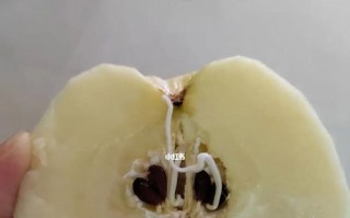 如何种植苹果籽成功栽培自己的苹果树（从苹果中提取籽到培育出苹果树的全过程）