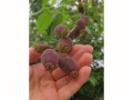 腊梅生虫的处理方法（保护腊梅免受虫害侵袭）