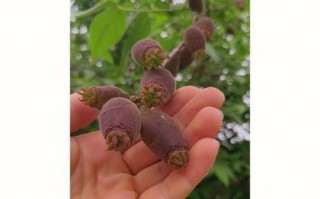 腊梅生虫的处理方法（保护腊梅免受虫害侵袭）