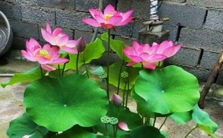 合理追肥，让缸栽荷花绽放生机（缸栽荷花追肥技巧与注意事项）