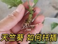 以欧石楠怎么样扦插——繁衍新生的绿色奇迹（简单易行的欧石楠扦插技巧与注意事项）