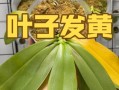 跳舞兰叶子卷曲的原因及解决方法（揭秘跳舞兰叶子卷曲现象，打造美丽健康的植物）