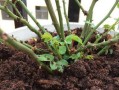 过夜茶叶水能否浇花？（探究茶叶水对植物的影响，）