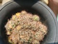 以玉翁开花结果了怎么办？——解决开花结果问题的方法
