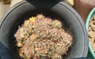 以玉翁开花结果了怎么办？——解决开花结果问题的方法