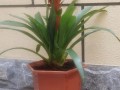 以鸿运当头盆栽的种植技巧（让幸运之树在家中绽放光彩）