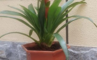 以鸿运当头盆栽的种植技巧（让幸运之树在家中绽放光彩）