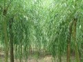 柳树是乔木还是灌木？（区分柳树的生长形态和特征，了解柳树的分类与栽培）