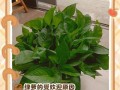 绿萝（绿萝的养殖方法及其益处）