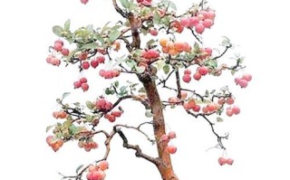如何提高以挂果类盆景的果实数量（技巧与方法，助您打造丰硕的果实收获）
