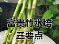 水培竹发黄的原因及处理方法（探究水培竹发黄的原因以及如何有效解决问题）