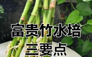 水培竹发黄的原因及处理方法（探究水培竹发黄的原因以及如何有效解决问题）