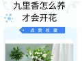 九里香盆栽的养殖方法和注意事项（打造美丽多肉盆景，分享九里香的养护技巧）