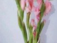 金边剑兰适合放在哪里？（打造舒适养花环境，赏心悦目的花卉之选）