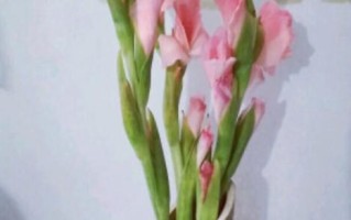 金边剑兰适合放在哪里？（打造舒适养花环境，赏心悦目的花卉之选）