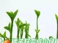 橘子籽发芽的方法与技巧（利用剩下的橘子籽，种出健康的橘子树，享受自家果园的乐趣）
