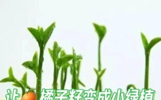 橘子籽发芽的方法与技巧（利用剩下的橘子籽，种出健康的橘子树，享受自家果园的乐趣）