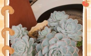 以蓝粉台阁的养护秘籍（打造美丽健康的以蓝粉台阁）