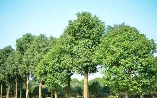 长沙市适合种植的树种（了解长沙树种特点，选择适合自家的绿化树种）
