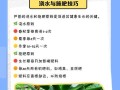 芦荟养护技巧（折断芦荟的关键步骤与注意事项）