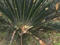 铁树施肥的技巧与注意事项（培养健康的铁树，关键是正确施肥）