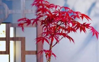 如何养护红枫新手？（红枫新手养护指南，从入门到精通！）