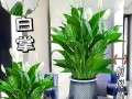 解决白掌叶子发黑发软的水培问题（通过正确的管理和调节，恢复白掌叶子的健康生长）