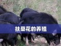 如何扦插繁殖扶桑花（图解方法，轻松操作）