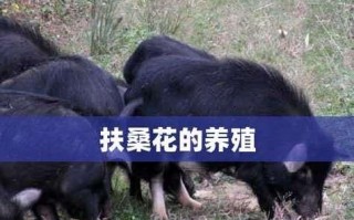 如何扦插繁殖扶桑花（图解方法，轻松操作）