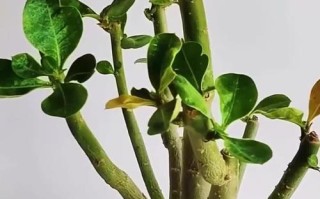 以沙漠玫瑰怎么没出——探索沙漠玫瑰不开花的原因（解析沙漠玫瑰枯萎的关键因素及治理方法）
