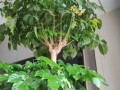 幸福树花结果之奇妙变化（探寻幸福树花结果的秘密，悦目景色与内涵丰富）