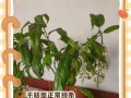 茉莉叶为何不开花？（探究茉莉叶不开花的原因及解决办法）