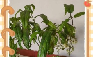 茉莉叶为何不开花？（探究茉莉叶不开花的原因及解决办法）