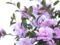 茶花的阳光喜好程度及影响（从生长需要到美观呈现，阳光对茶花有多重要？）