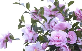 茶花的阳光喜好程度及影响（从生长需要到美观呈现，阳光对茶花有多重要？）