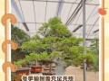 雾凇盆景的养护与修剪技巧（打造神秘幻化的冬季盆景艺术）