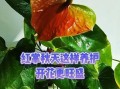 红掌冬天怎么养？（选择合适的肥料，让红掌在寒冷的冬季依然健康绽放）