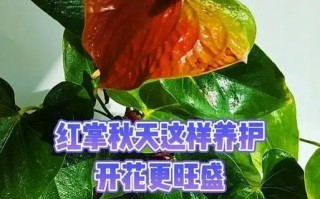 红掌冬天怎么养？（选择合适的肥料，让红掌在寒冷的冬季依然健康绽放）