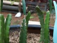 火龙果修剪技术图解（快速掌握火龙果修剪技巧，让你的火龙果更健康、更美观）