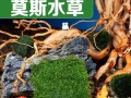 水草种子发芽时间及相关注意事项（探究水草种子发芽所需的时间，并分享如何加快发芽的方法）
