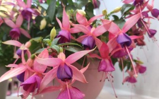 四季开花——花卉生长的奇迹（探寻花卉如何实现四季开花的生命之谜）