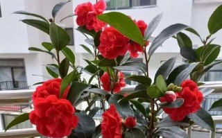 茶花的喜阳情结（探究茶花喜不喜欢阳光的原因）