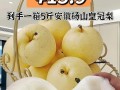 皇冠梨产地分布及最佳产区分析（哪里的皇冠梨最好？皇冠梨种植的地理环境与气候对果实品质的影响）