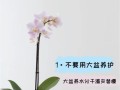 蝴蝶兰的土壤配制方法与注意事项（科学家分享蝴蝶兰种植土壤调配经验，助您打造健康蝴蝶兰花园）