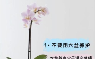 蝴蝶兰的土壤配制方法与注意事项（科学家分享蝴蝶兰种植土壤调配经验，助您打造健康蝴蝶兰花园）