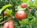 石榴树开花结果时间详解（石榴开花结果需要注意的几点）