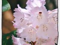 如何正确分株杜鹃花（技巧分享｜杜鹃花分株的步骤和注意事项）