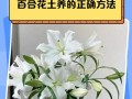百合花苗生长高的原因与解决方法（探究百合花苗过高的根源及有效的处理措施）