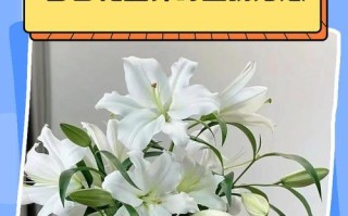 百合花苗生长高的原因与解决方法（探究百合花苗过高的根源及有效的处理措施）